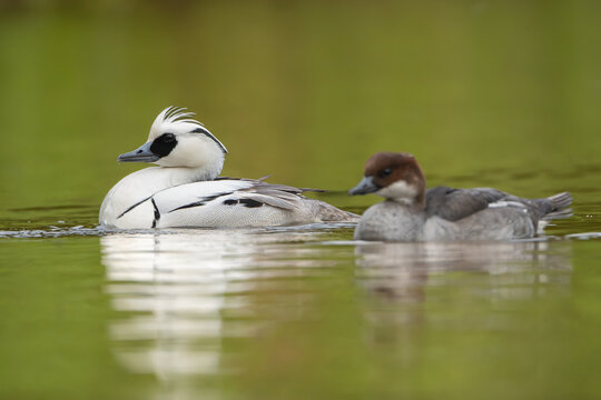The pair of smews - Mergellus albellus male and female swimming in light green water. Photo from Lubusz Voivodeship in Poland.	