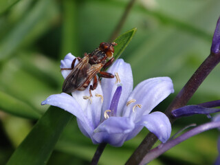 Spot-winged spring bee-grabber fly (Myopa tessellatipennis) sitting on a bluebell