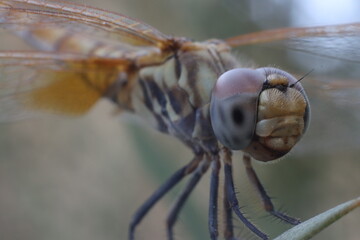 dragonfly standing on twig of tree
