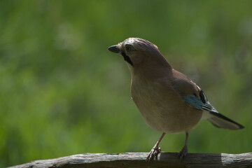 A jay on a branch