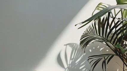 Minimalist light background featuring gentle foliage shadows against a white wall.
