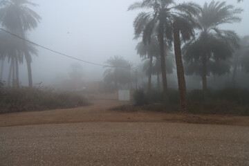 foggy view on foggy day with palm trees , other trees and dirt road
