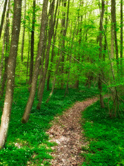 Landscape, forest and path with trees in summer for conservation or sustainability of ecosystem. Environment jungle and dirt road with rainforest or woods for adventure, exploration and hiking