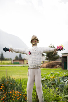 scarecrow