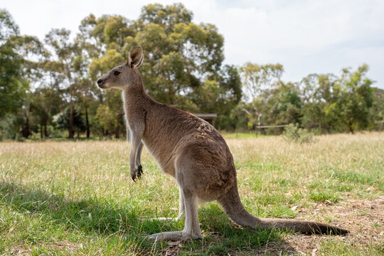 Kangaroo standing on a field.