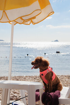 Labradoodle dog sitting on the beach