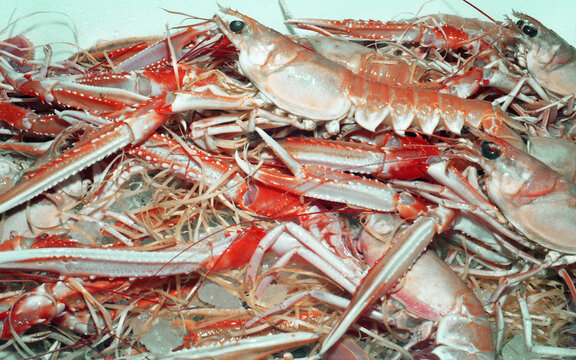Cooked cray fish
