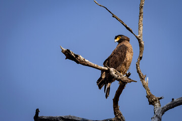 Crested Serpent Eagle or Spilornis cheela perched on branch against blue sky background during...