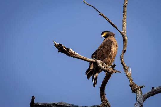 Crested Serpent Eagle or Spilornis cheela perched on branch against blue sky background during winter migration in jungle safari at a forest in central india.