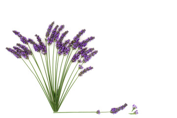 Lavender flower herb used in natural alternative herbal medicine. Abstract healthy adaptogen food...