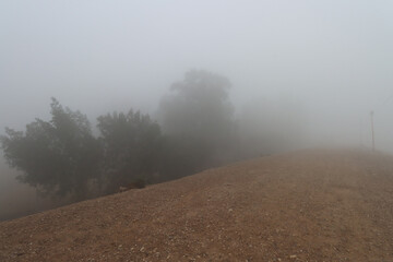 foggy view on foggy day with palm trees , other trees and dirt road
