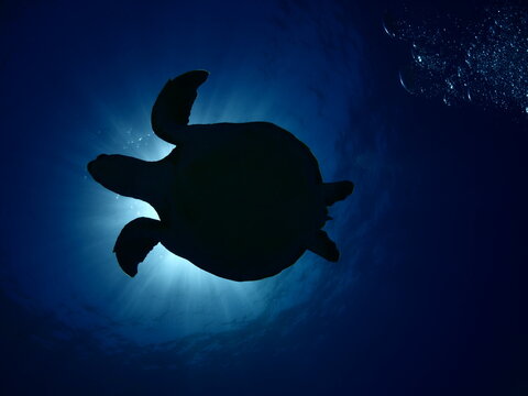 turtle underwater with sun beams and sun rays 