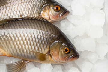 Two fish are on a white surface with ice. The fish are brown and have a yellow eye - Powered by Adobe