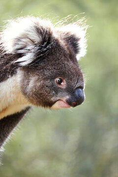 Portrait of Koala