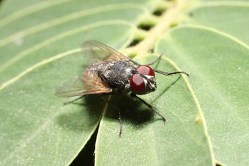 a fly standing on twig of tree