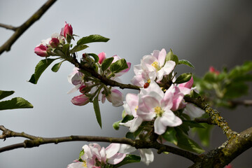 Details aus dem Apfel Garten. Farbenfrohe Blüten mit grünen Blättern vor unscharfem Hintergrund zu Pfingsten mit verschwommener Textur