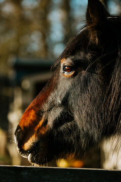 Close up of horse head