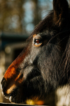 Close up of horse head
