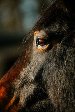 The eye of a horse