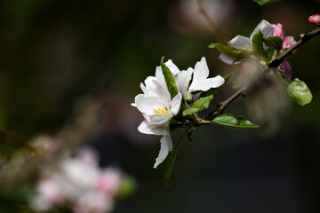 Weiße Blüte aus dem Apfel Garten. Farbenfrohe Blüten mit grünen Blättern vor unscharfem Hintergrund zu Pfingsten mit verschwommener Textur