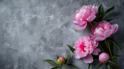 Pink peonies bouquet on gray backdrop  Flowering plant from rose family