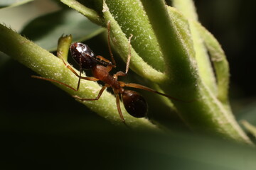 persian ant on tree branch