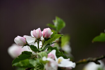 Neue Details aus dem grünen Garten. Rosa weißen Pflanzen vor unscharfem Hintergrund zu Pfingsten mit verschwommener Textur