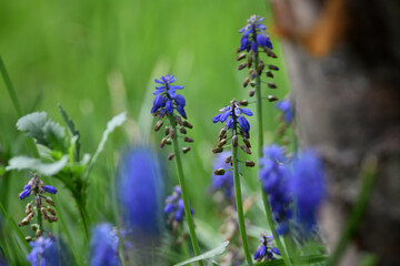Blaue Details aus dem grünen Garten. Hyazinthe vor unscharfem Hintergrund zu Pfingsten mit verschwommener Textur