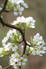 Viele Blütendolden eines Birnbaumes winden sich um einen Ast.