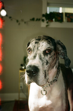 the greatest dane