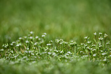 Details aus dem Garten. Grüne Pflanzen vor unscharfem Hintergrund zu Pfingsten mit verschwommener Textur