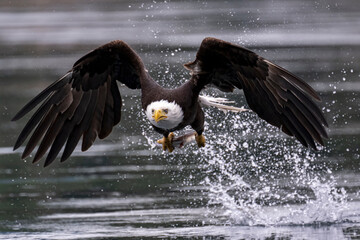 Bald eagles feeding on fish and eating in flight in the Discovery Islands of British Columbia,...