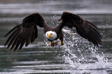 Bald eagles feeding on fish and eating in flight in the Discovery Islands of British Columbia, Canada