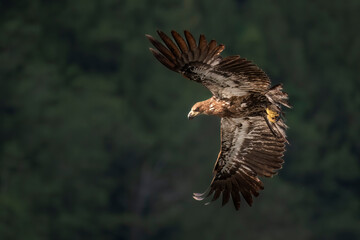 Juvenile Bald eagle in flight off the Discovery Islands in British Columbia, Canada