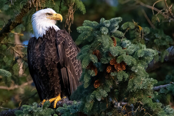 Bald Eagle perched on tree in the Discovery Islands, in British Columbia, Canada 