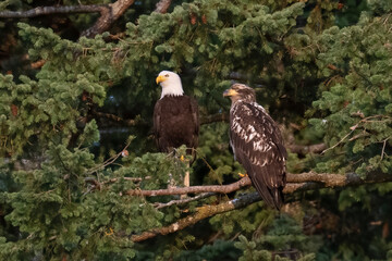 An adult Bald Eagle is perched in a tree beside a juvenile bald eagle on Jimmy Judd Island in British Columbia, Canada 