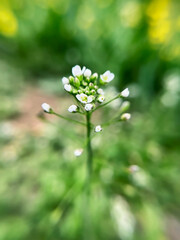 small wild white flowers grow in the forest