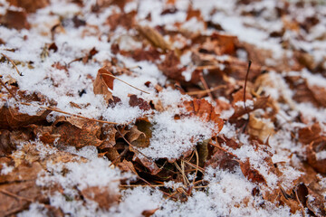 Pile of leaves covered with snow