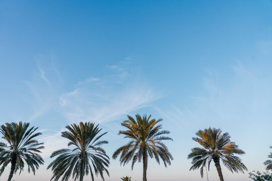 Several palm trees with blue sky in the background
