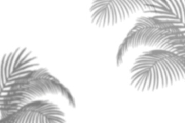 Fototapeta na wymiar Png tropical leaf shadow background, palm leaves shadow in transparent design