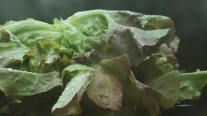 Macrography, fresh lettuce leaves stand out against a black background, creating a striking visual...