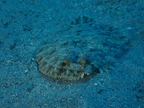 flounder underwater close up