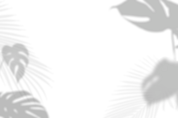 Png leaves shadow background, botanical shadow in transparent design