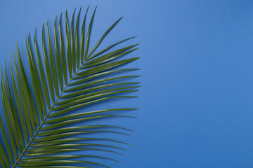 Green palm leaves on color background, top view