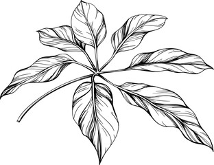 Tropical leaf hand drawn. Black and white engraved ink art. Isolated leaf illustration element on white background.