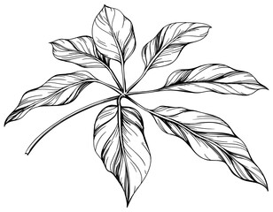 Tropical leaf hand drawn. Black and white engraved ink art. Isolated leaf illustration element on white background.