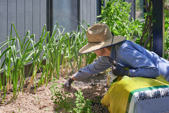 Gardener applying mulch to veggie garden