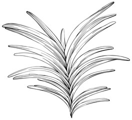 Tropical leaf hand drawn. Black and white engraved ink art. Isolated leaf illustration element on white background.