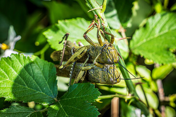 grasshoppers on a leaf