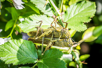 grasshoppers on a leaf